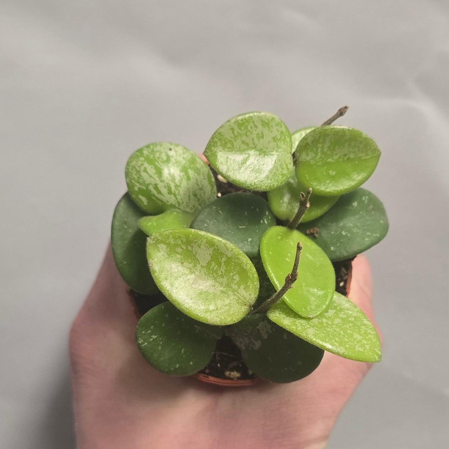 Mini - Hoya Mathilde