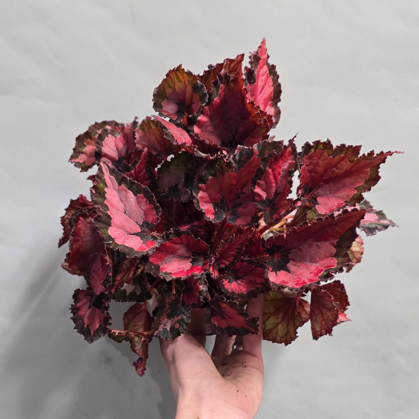 Begonia  - "rex" - Mixed Varieties