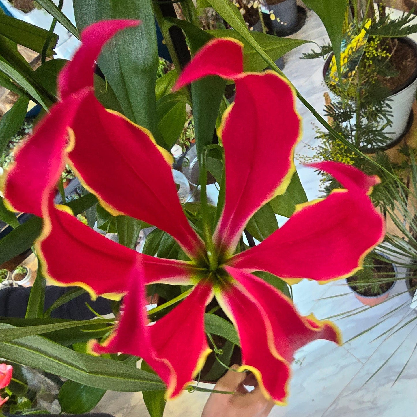 Gloriosa 'Rothschildiana - 90cm