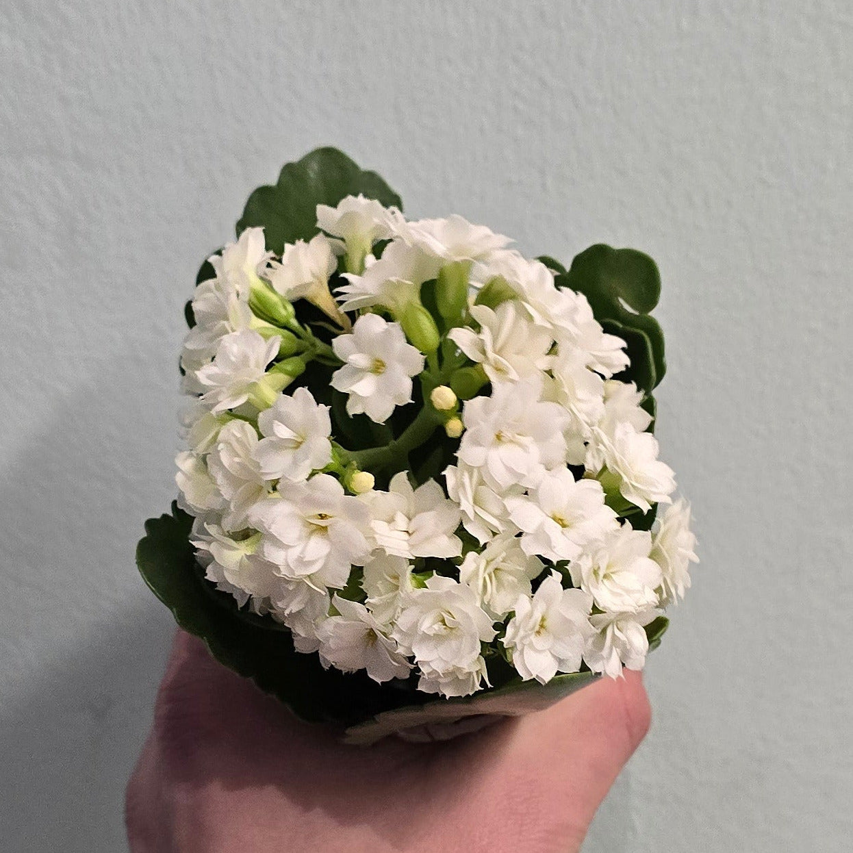 Mini - Kalanchoe - Widow's Thrill (Mixed)