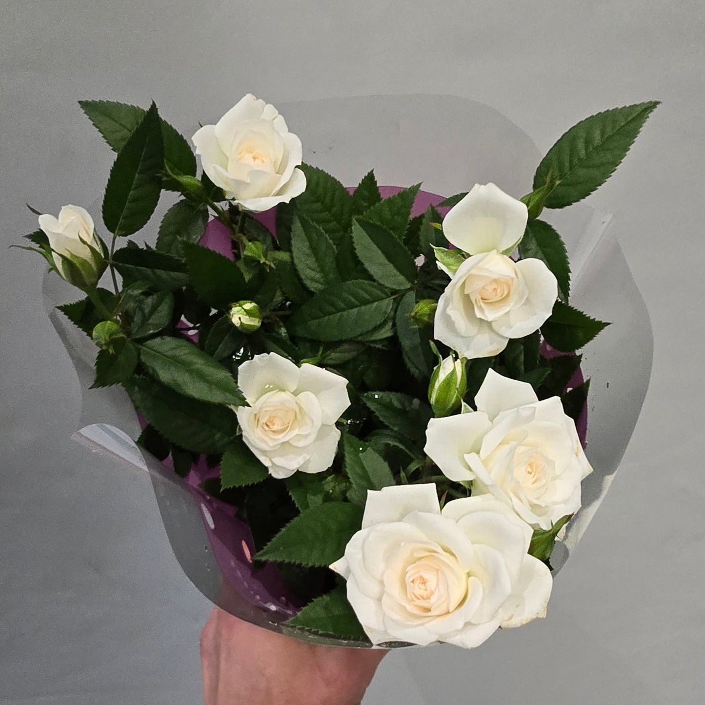 Palace Roses In Or Outdoors - Mix