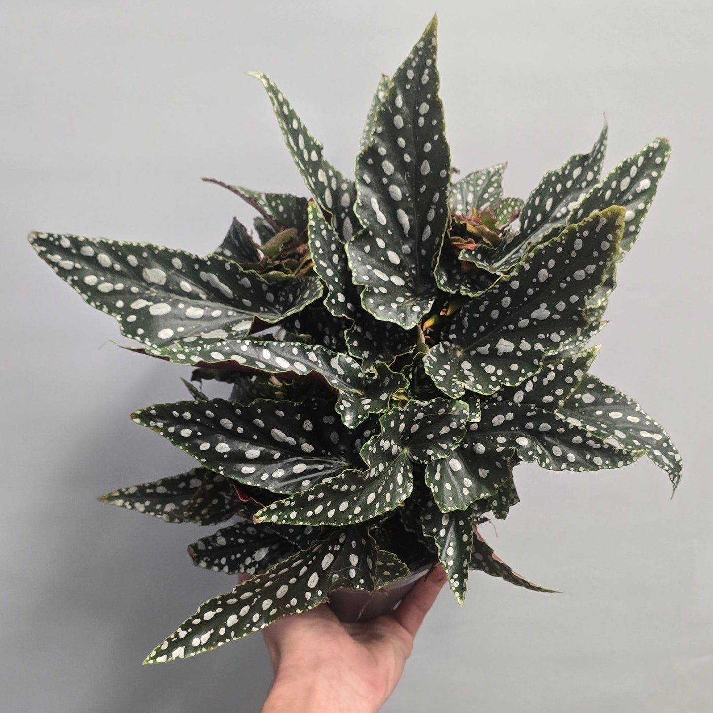 Begonia Maculata Spotlight Green