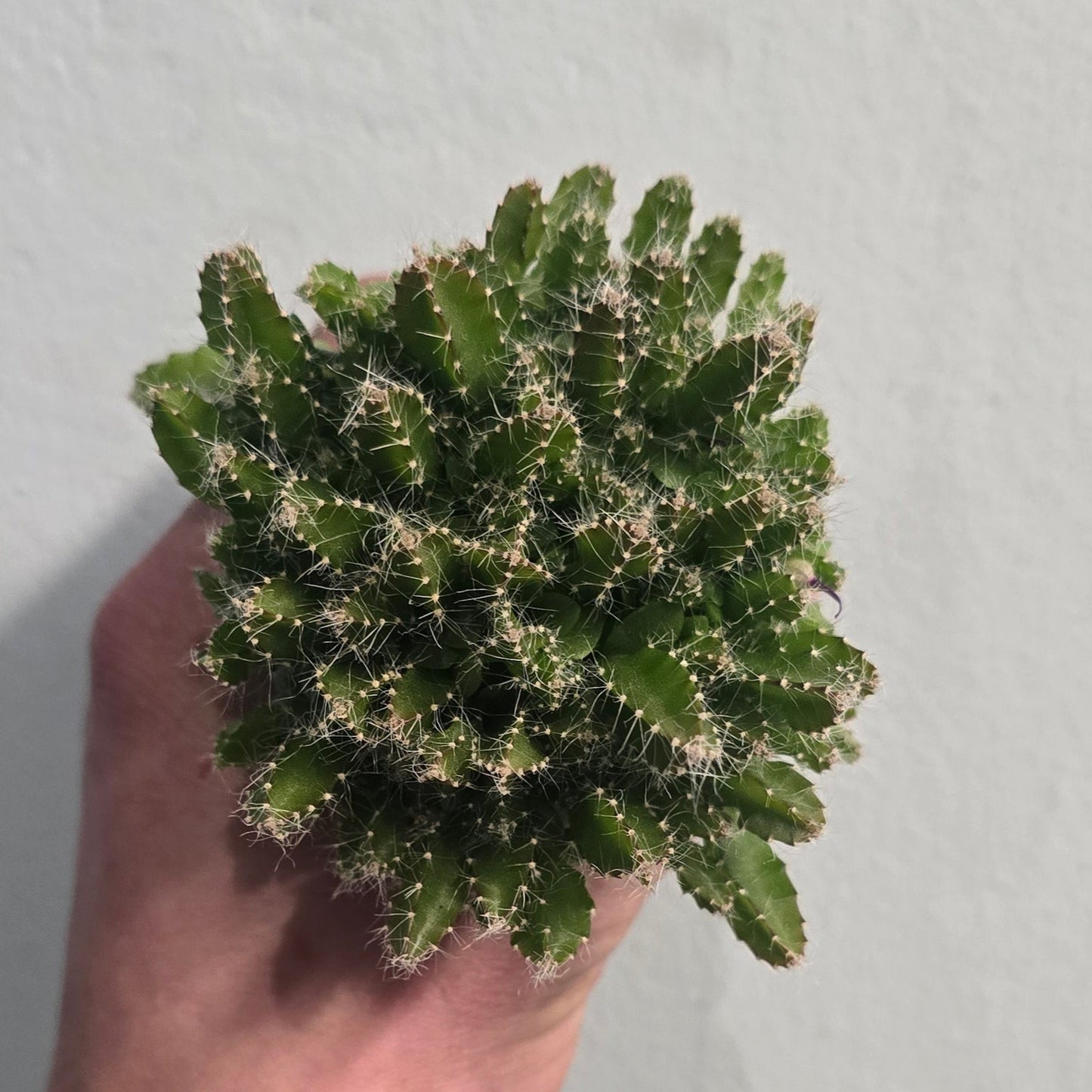 Mini Dragon Fruit Cactus