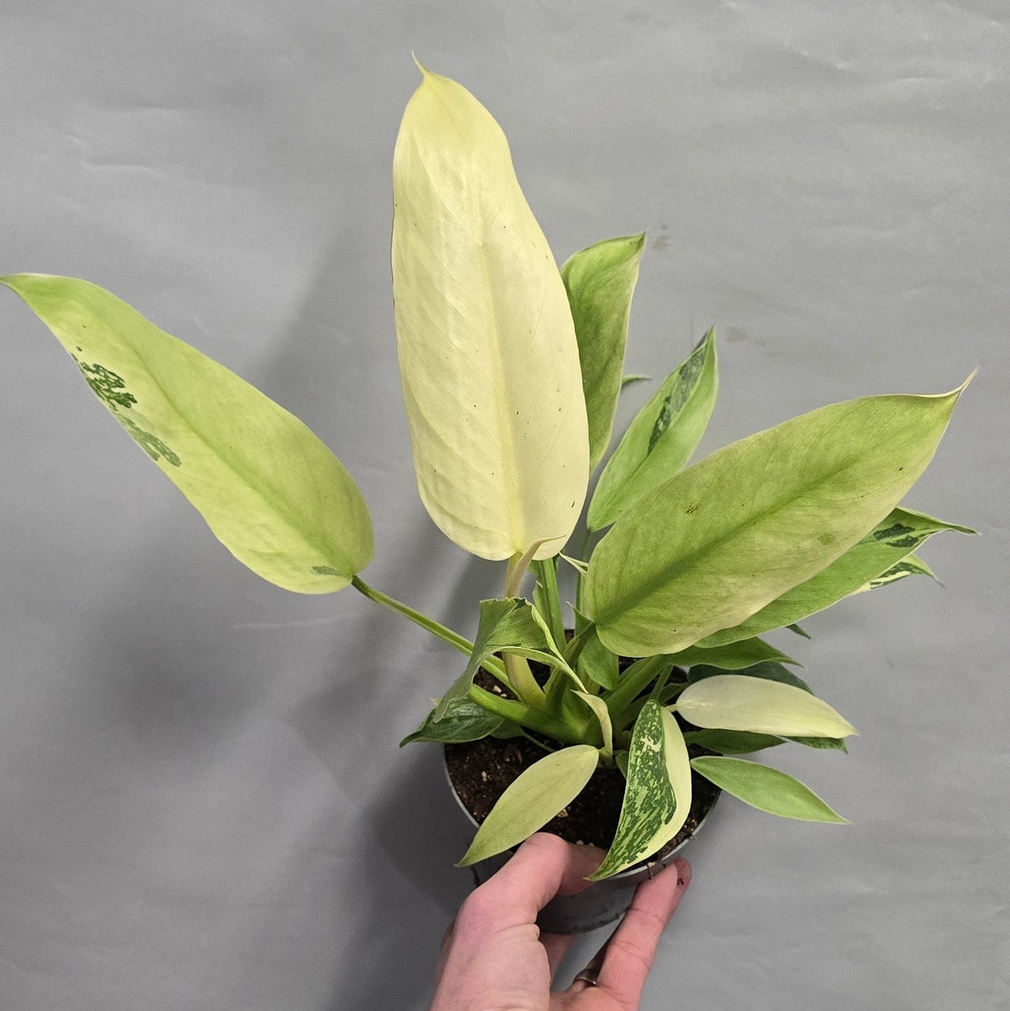 Philodendron Jose Buono