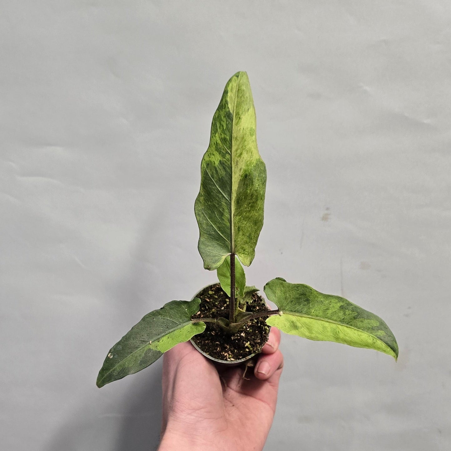 Mini - Alocasia Lauterbachiana Variegated