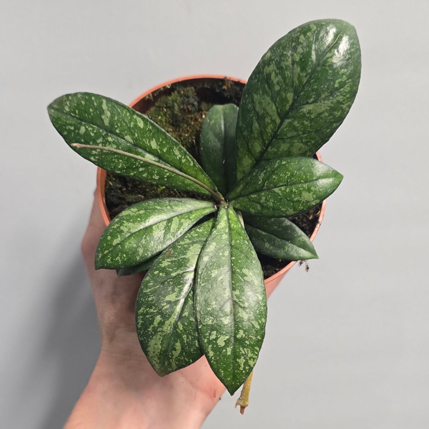 Hoya Crassipetiolata Splash