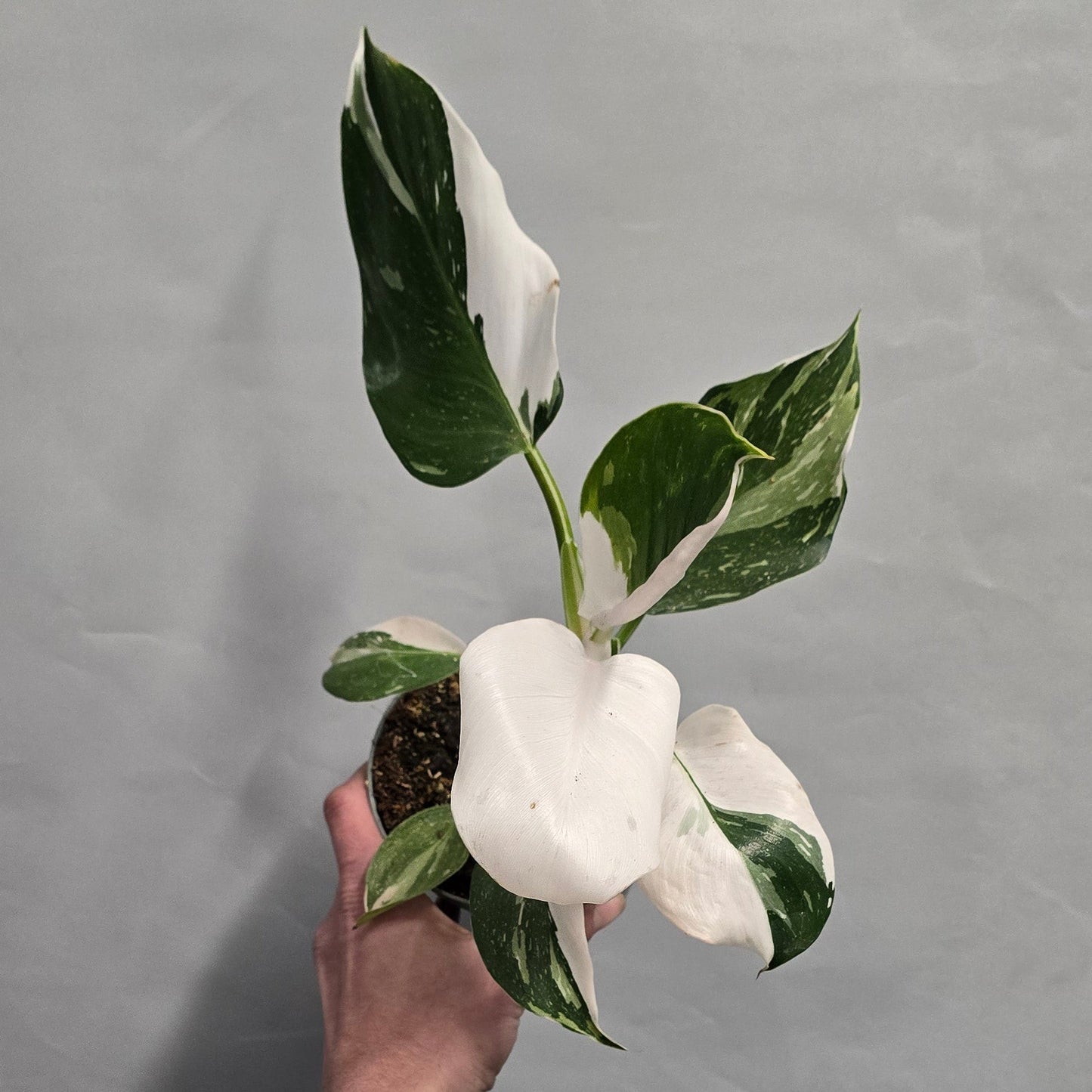 Philodendron White Wizard