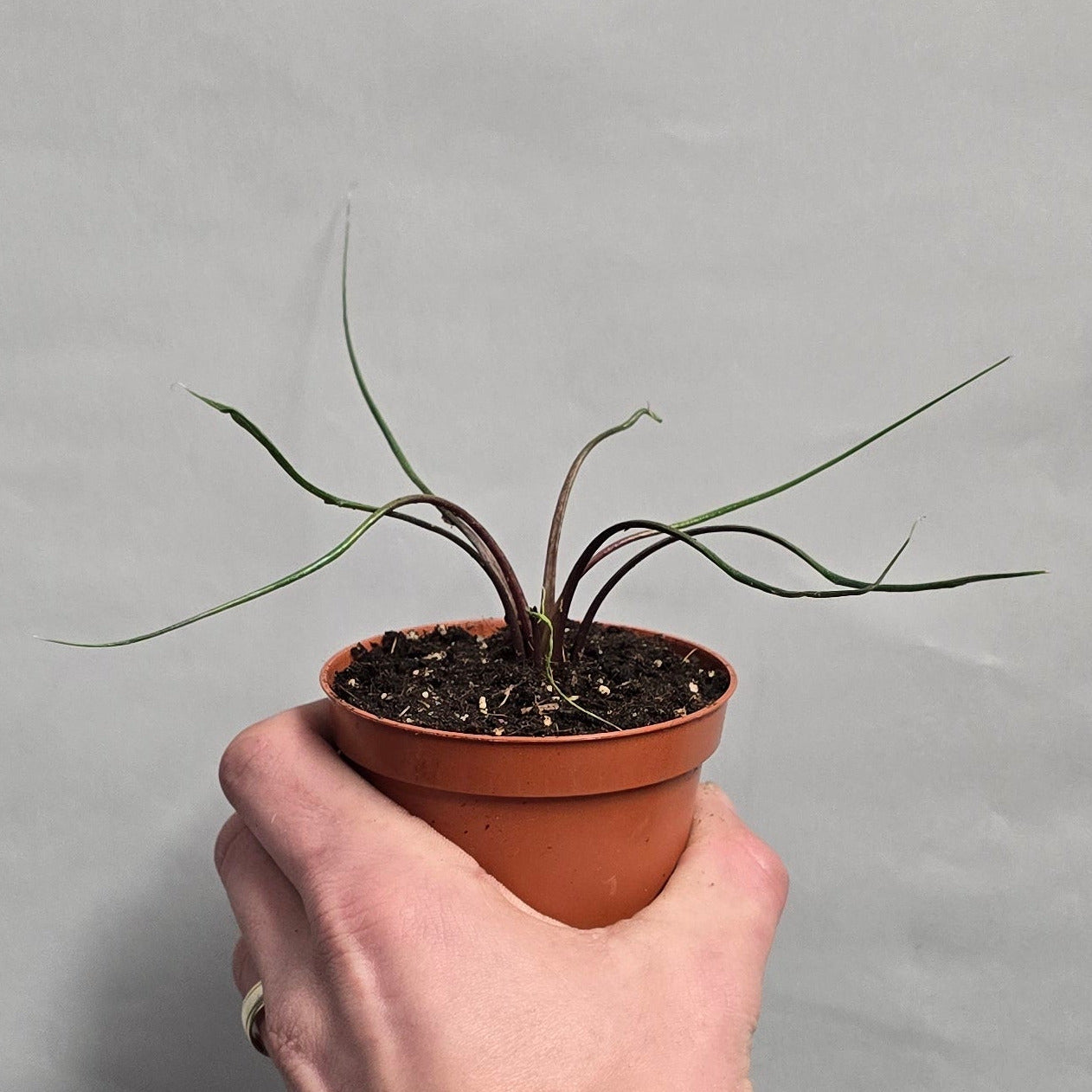 Alocasia Flying Squid