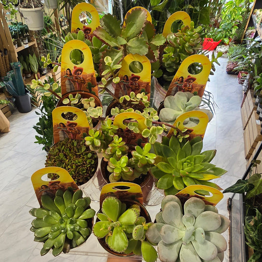 Small - Echeveria (Random Mix)