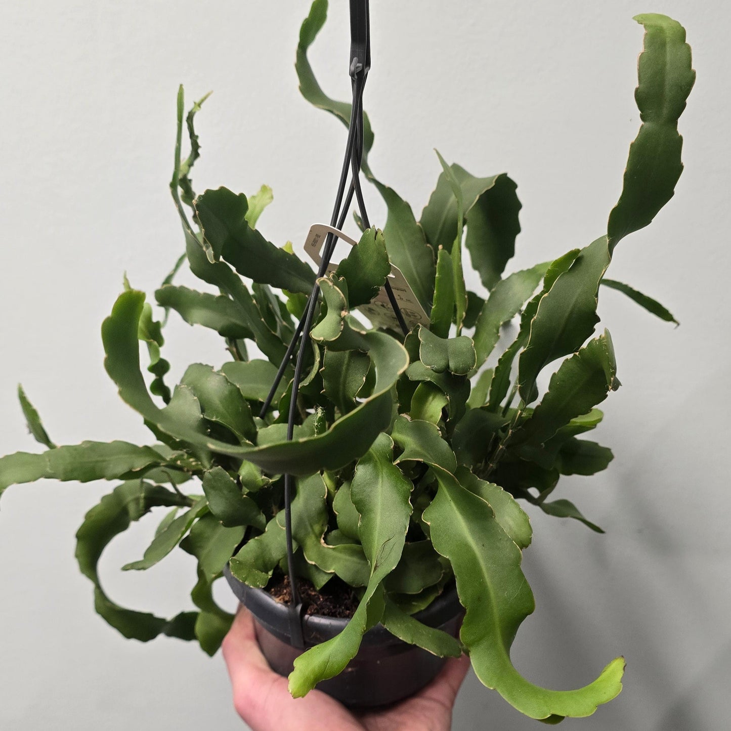 Hanging Epiphyllum - Orchid Cactus