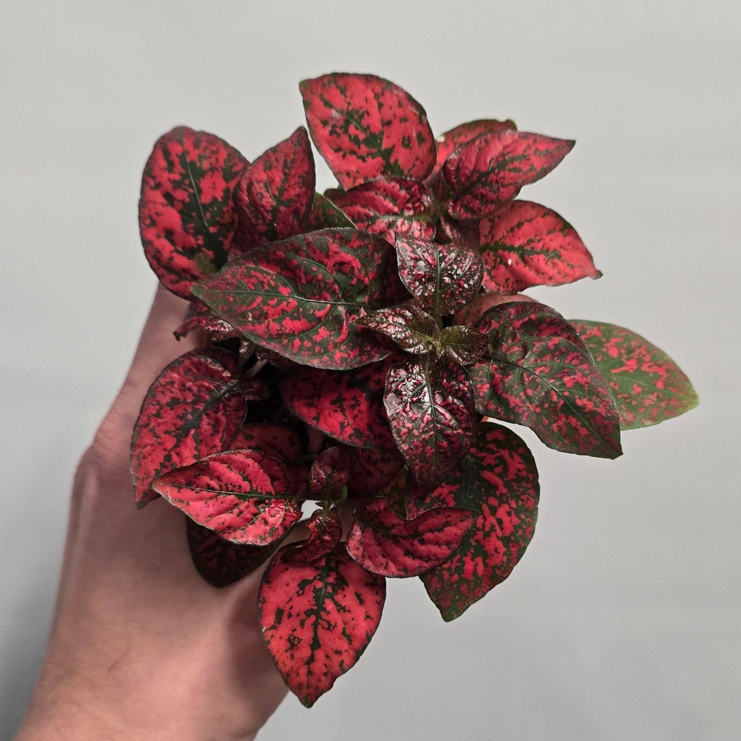 Polka Dot Plants Hypoestes - Mix