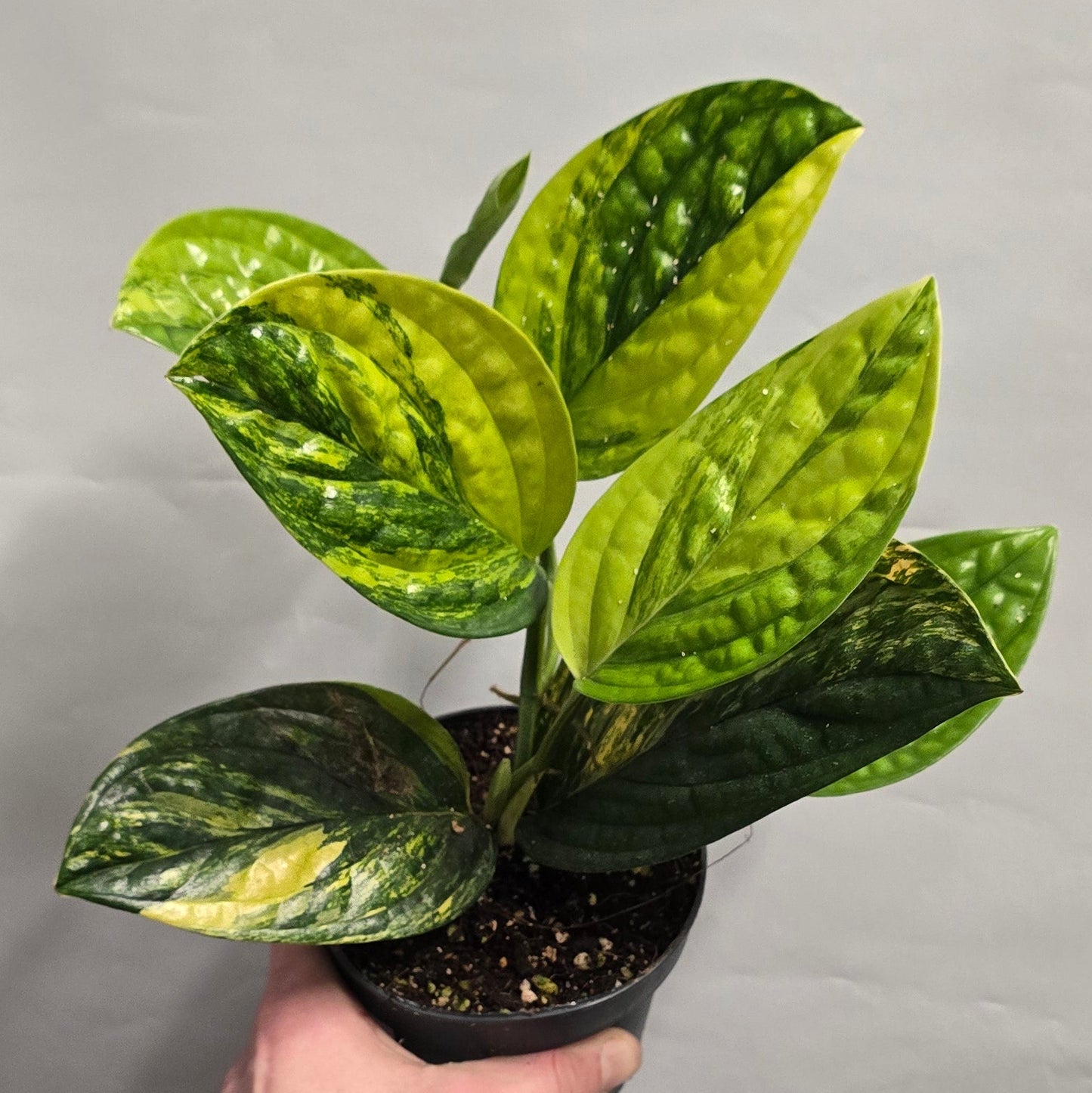 Monstera Peru Variegated