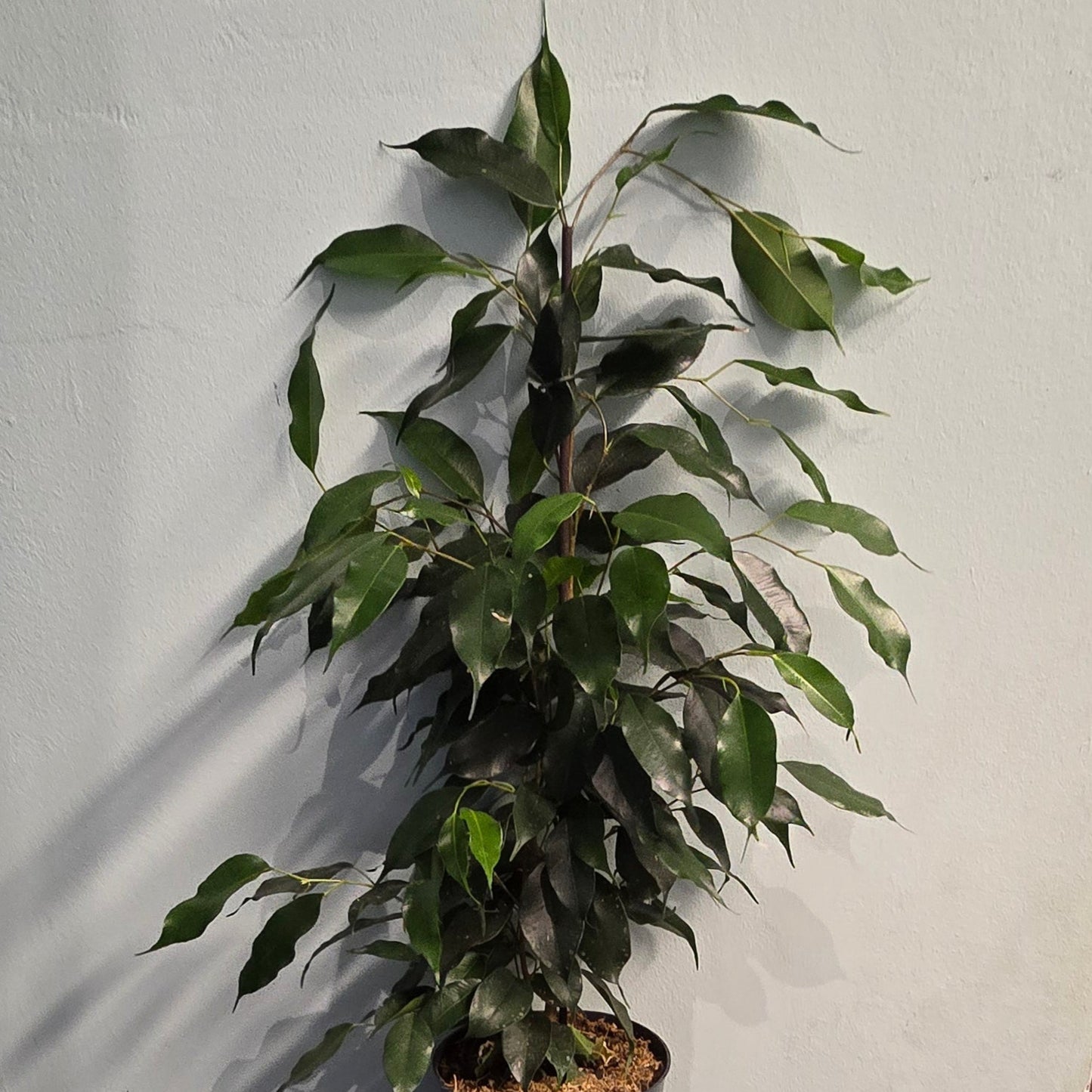Mixed Ficus Trees - Indian Laurel - 50cm