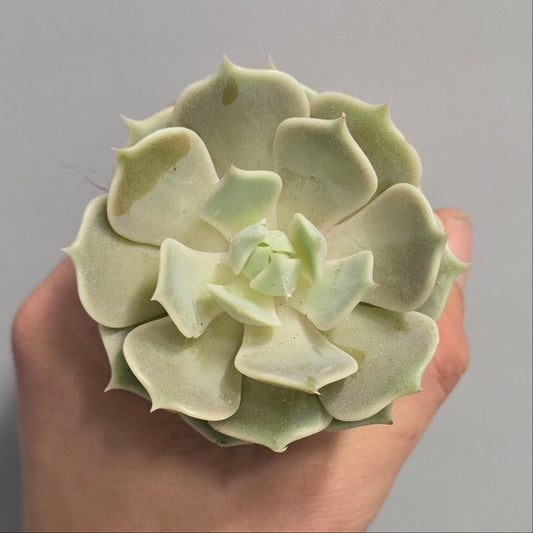 Mini - Echeveria Lola