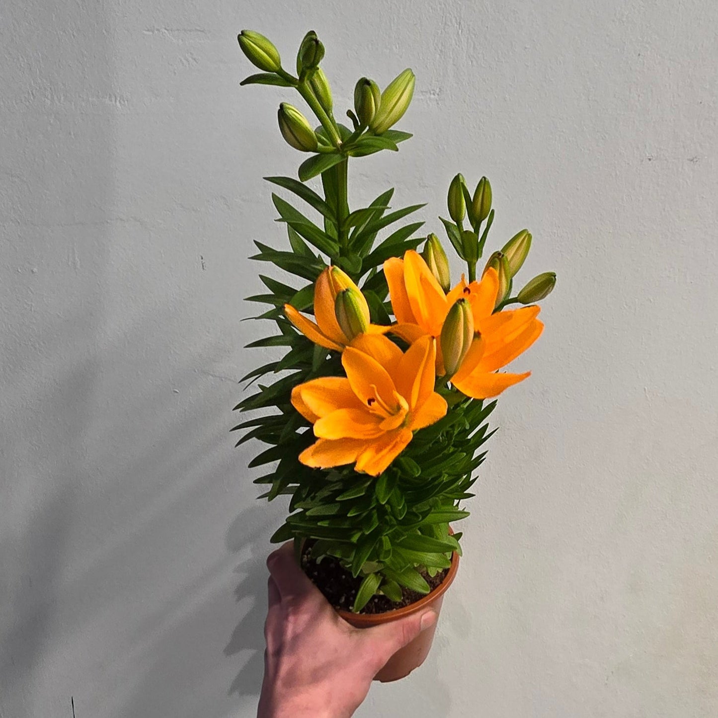 Lady Lilly - Orange - 50cm