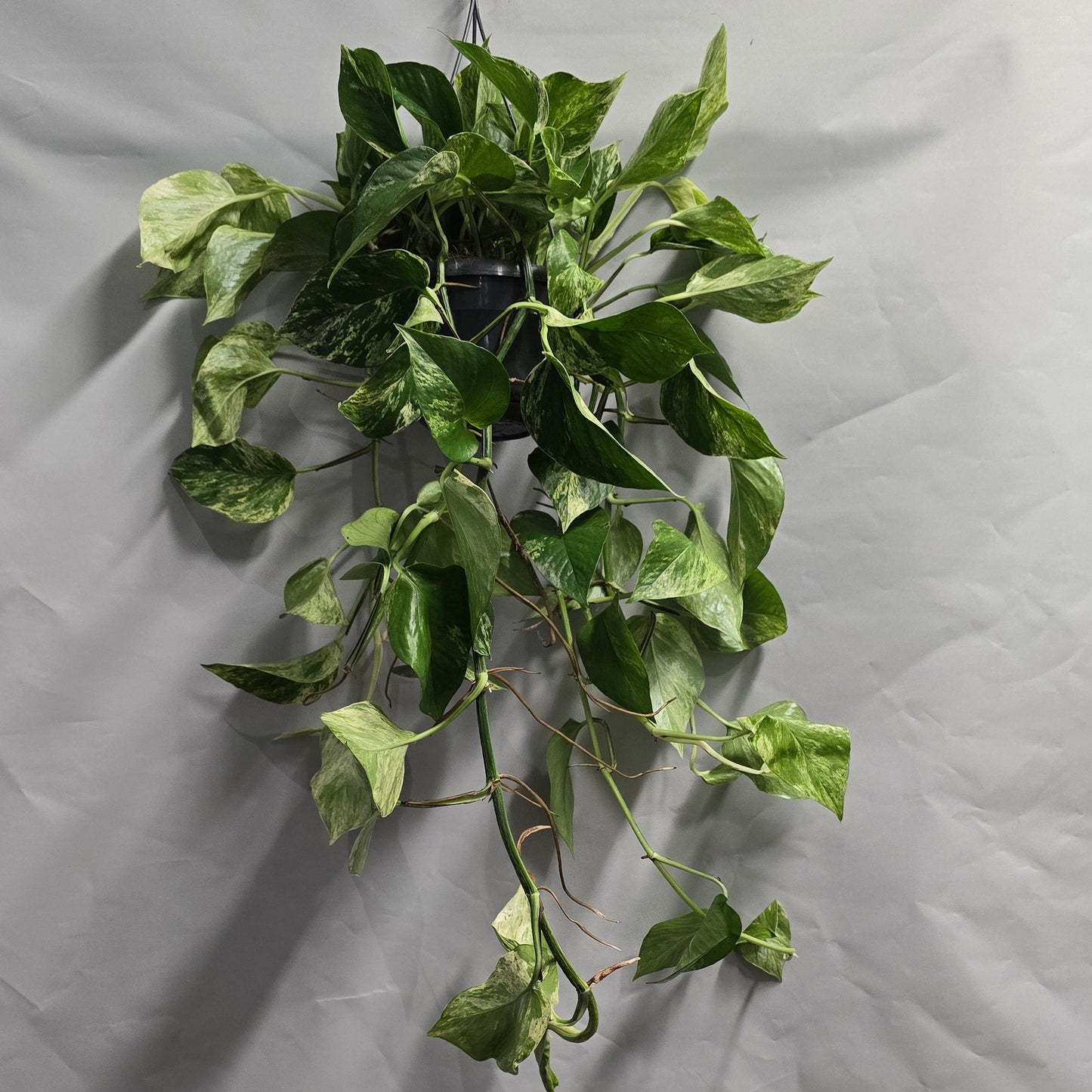 Hanging - Marble Queen Pothos