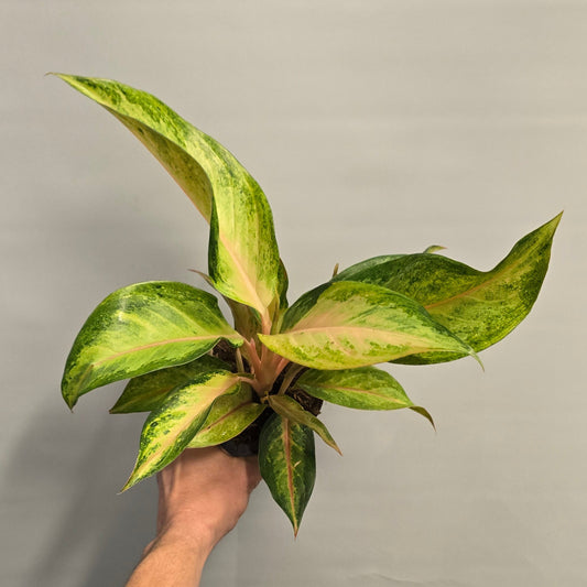 Aglaonema - Guave Pink