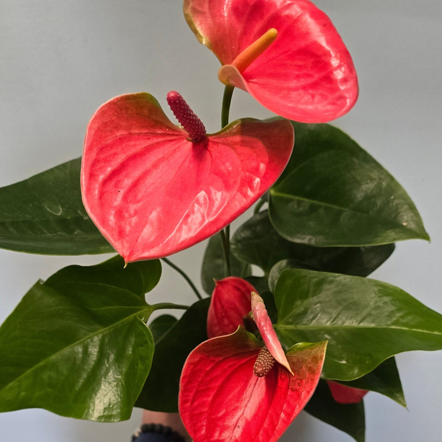 Red Anthurium 40-50cm