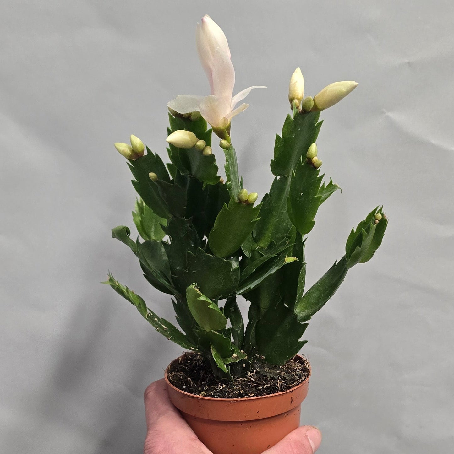 Chirtsmas Cactus Schlumbergera - Mixed