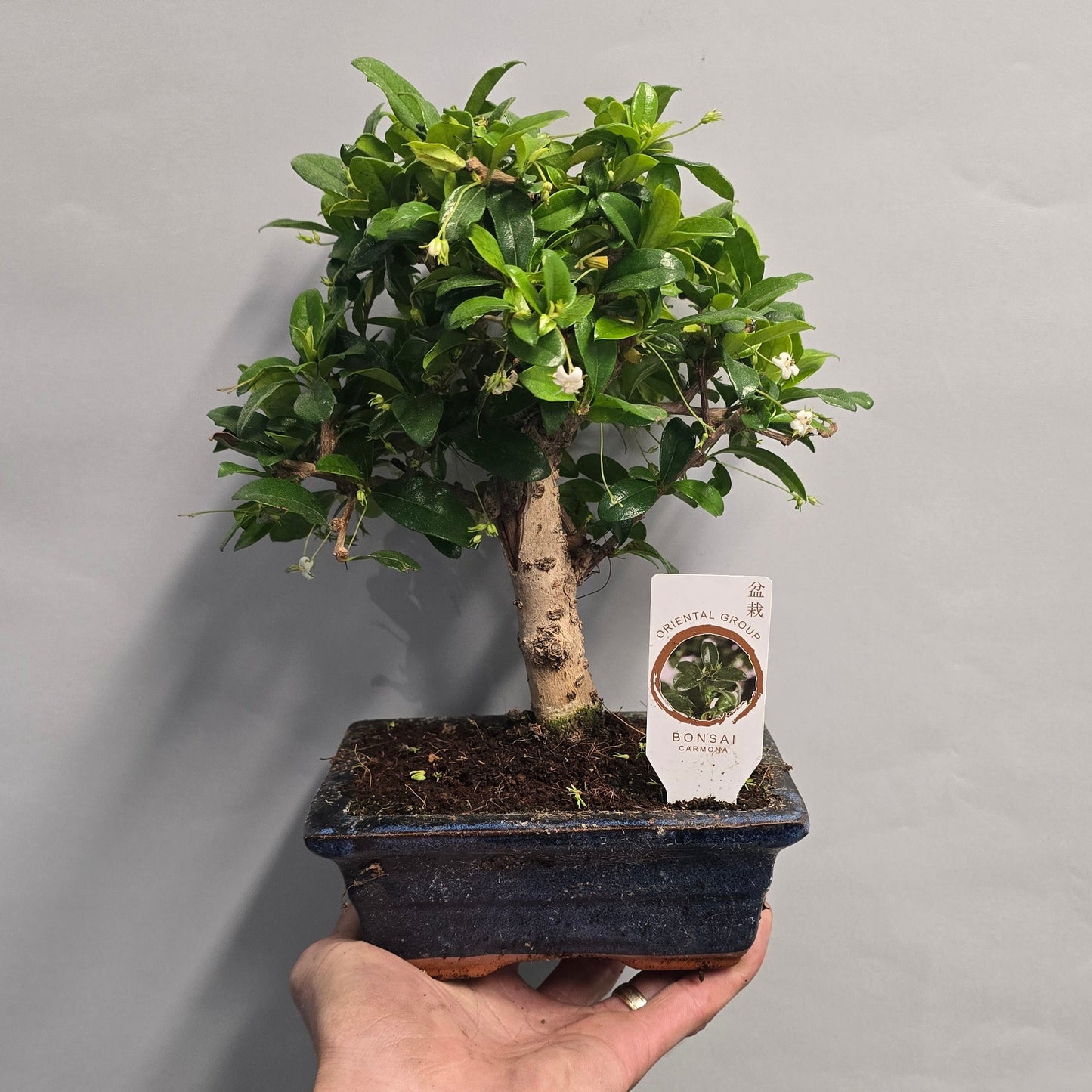 Bonsai Trees