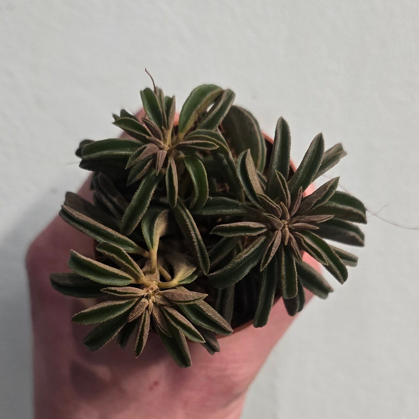 Mini - Peperomia Pepper