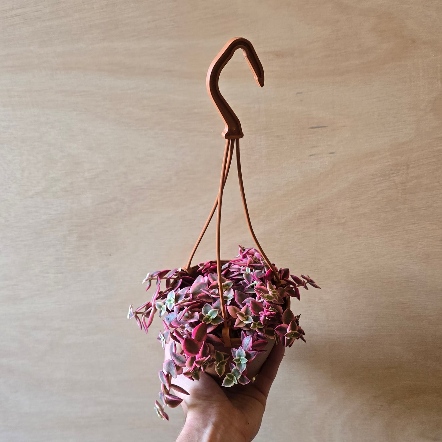 Hanging - Pink Crassula Marginalis