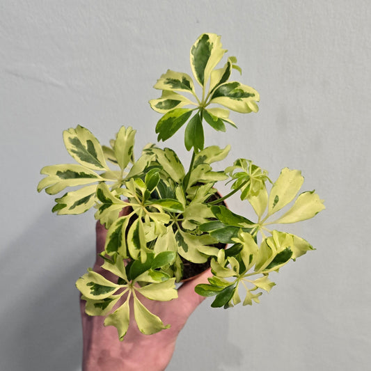 Variegated Schefflera - Umbrella Plant