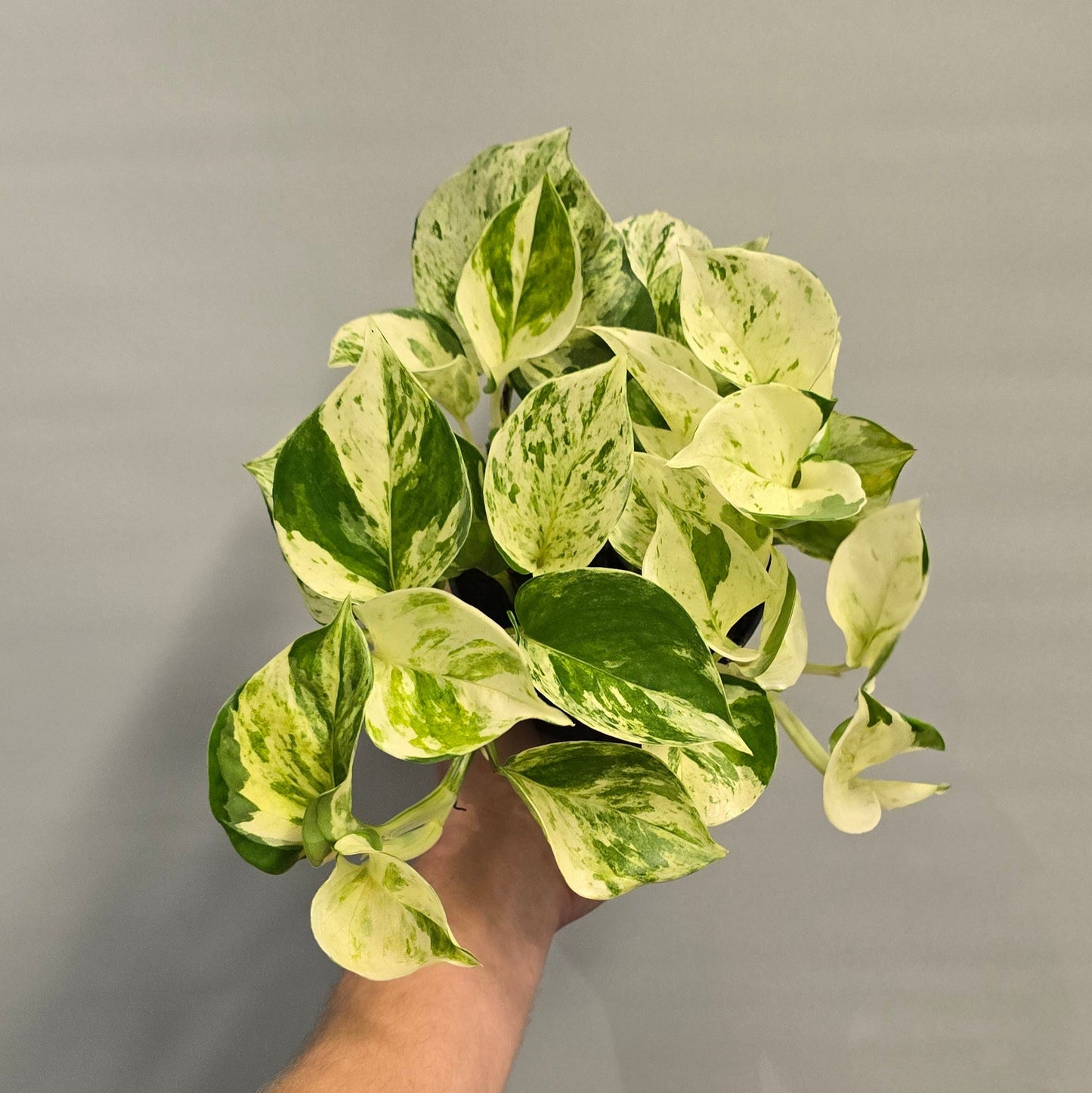 Happy Leaf Pothos