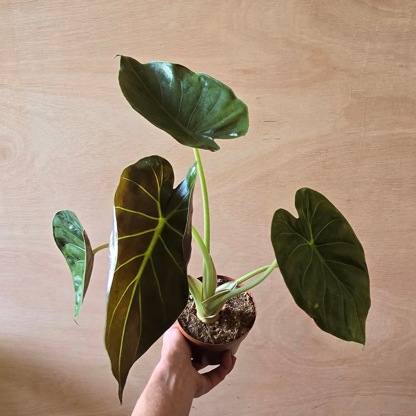 Alocasia Wentii