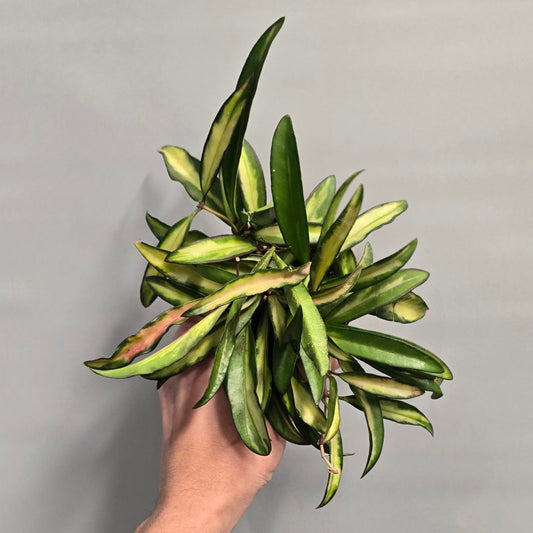 Hoya Wayetii Tricolor