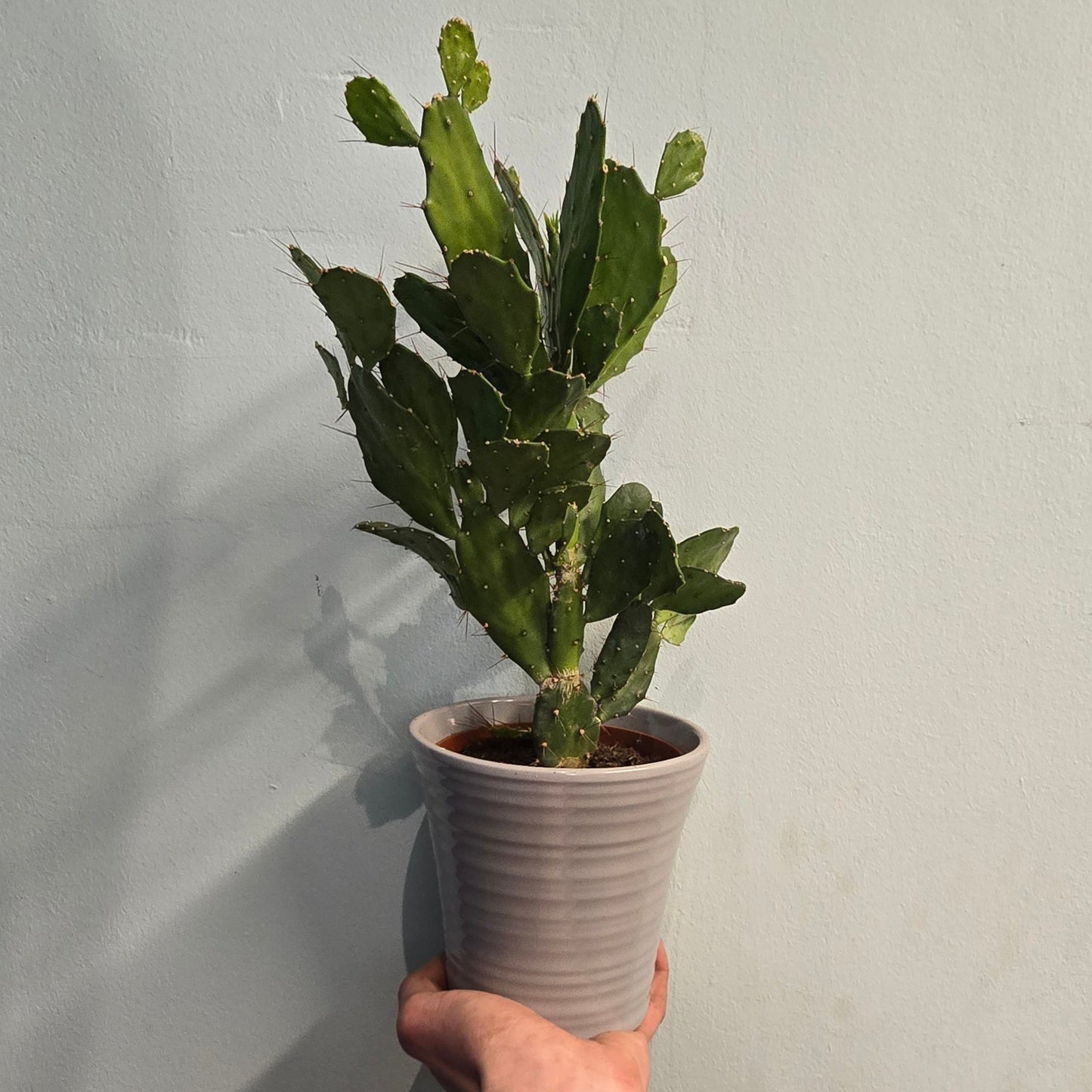 Cactus - Pricklypear & Ceramic Pot