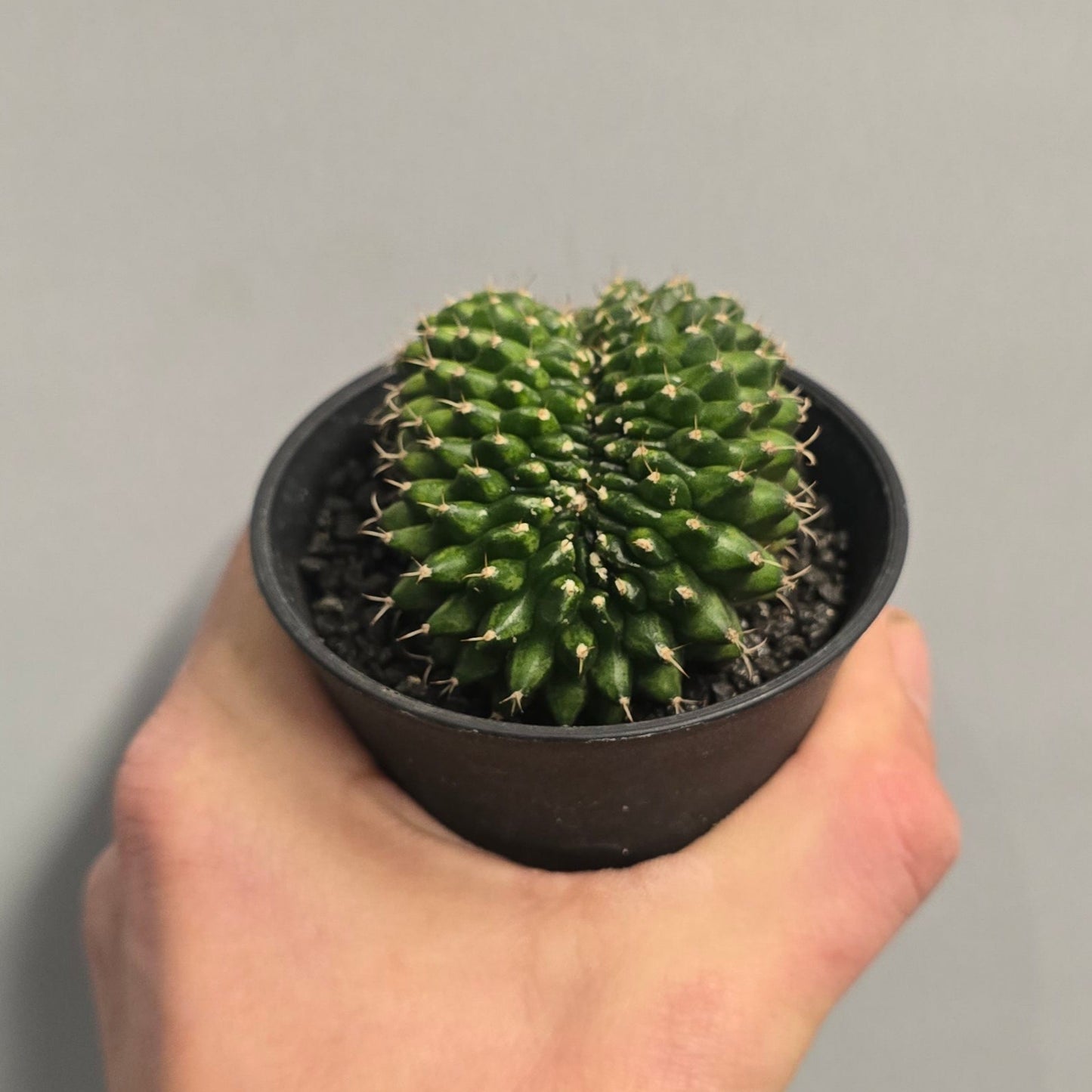 Mixed - Gymnocalycum Mihanovichii Cactus Variegated