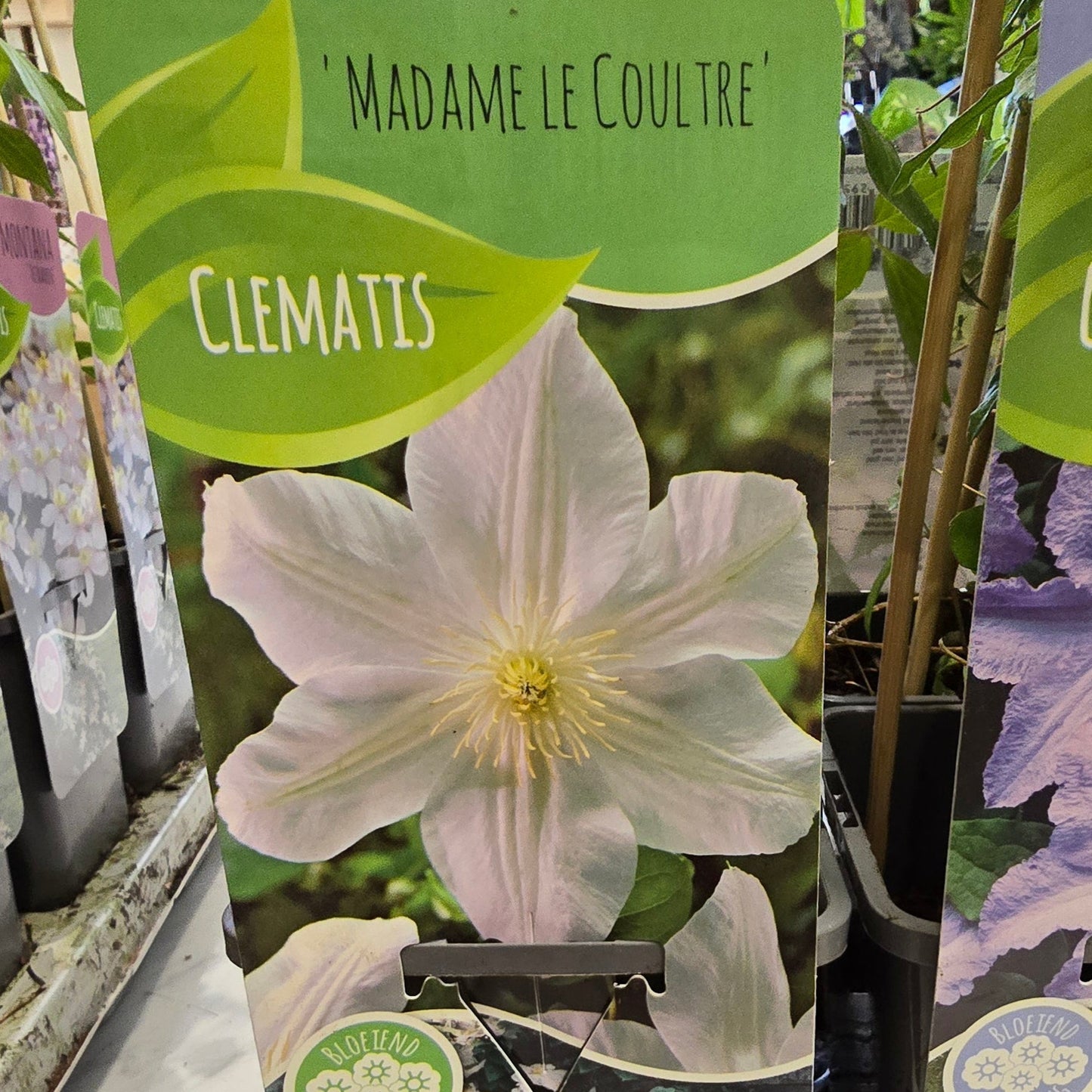 Clematis - Mixed Varieties
