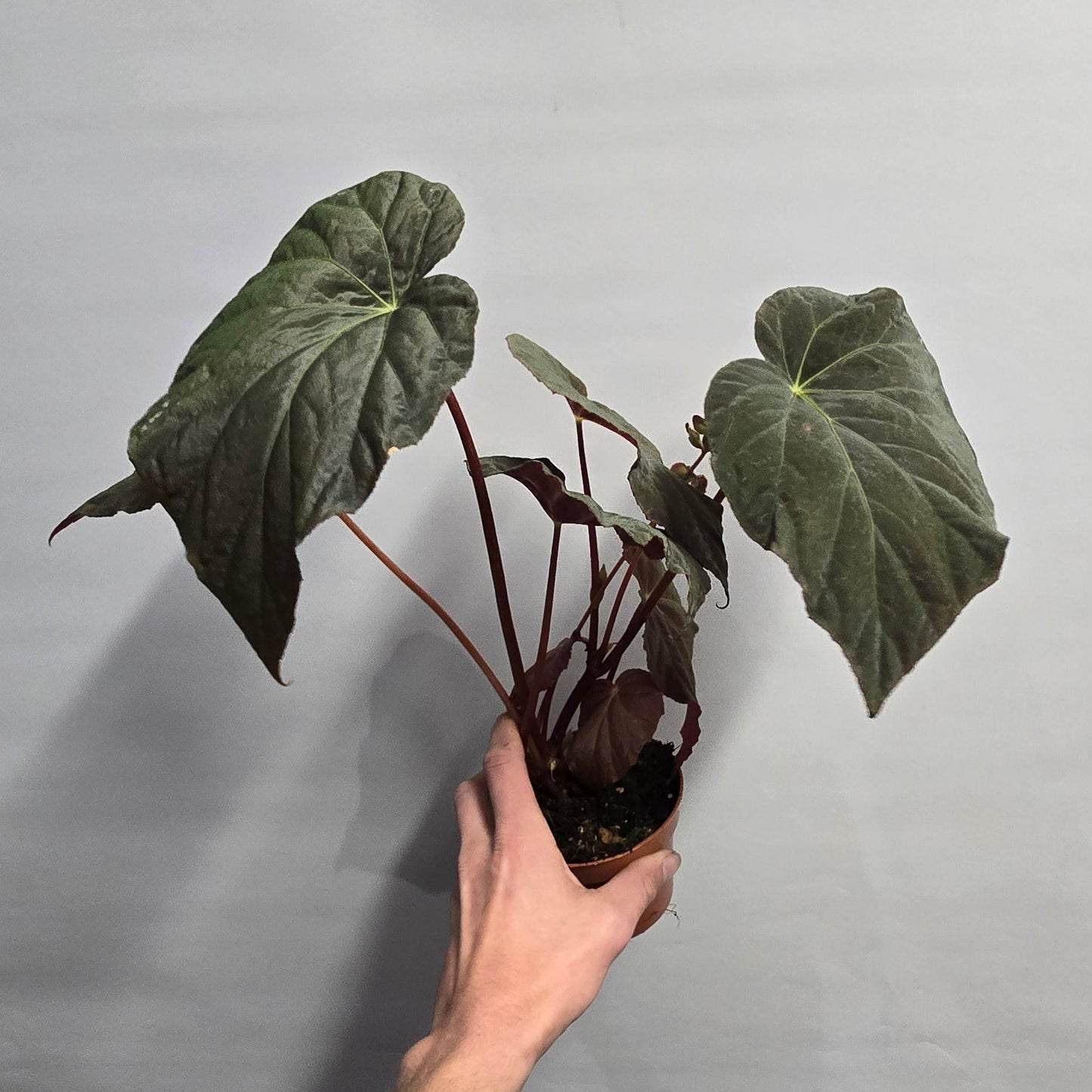 Begonia Pavonina