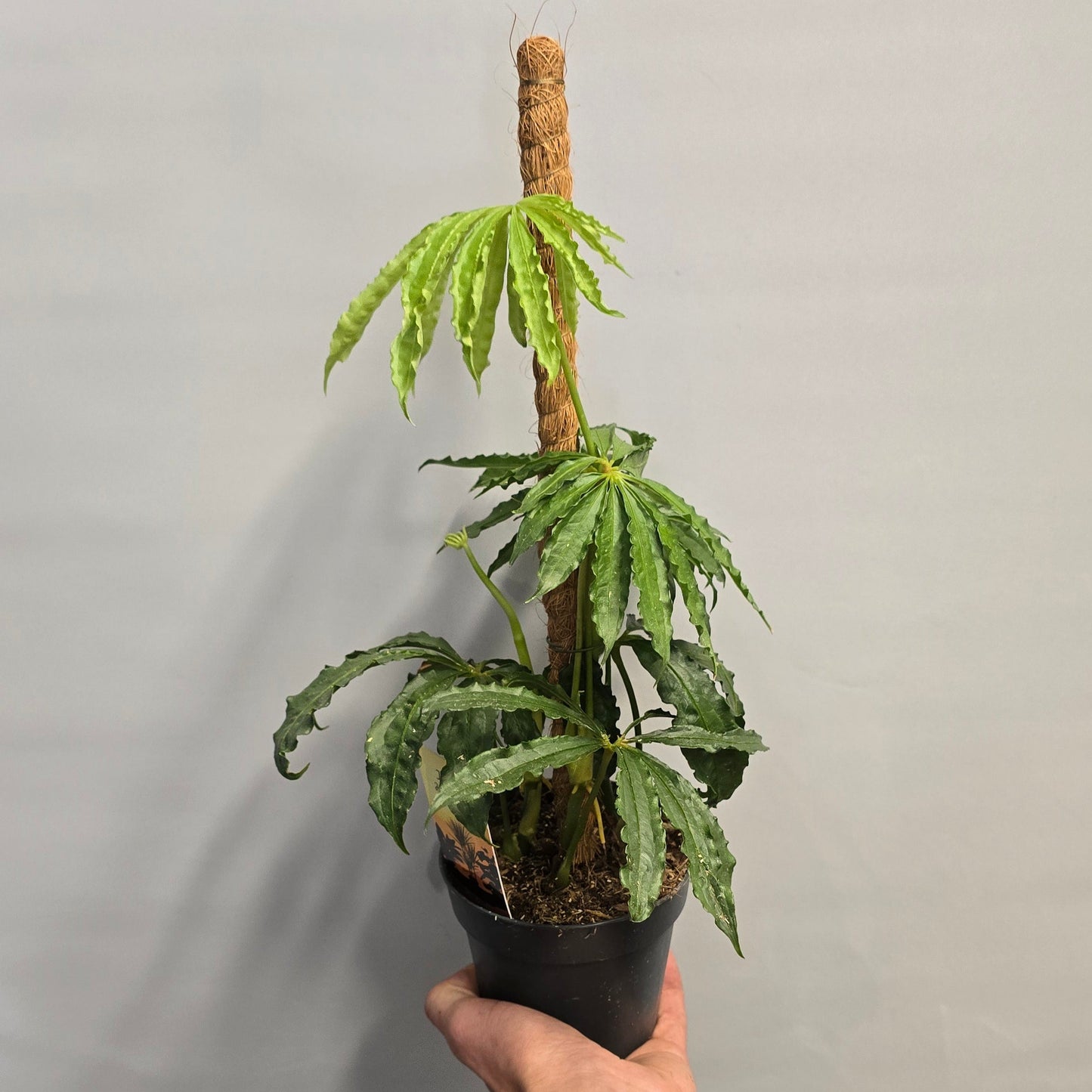 Anthurium Polyschistum