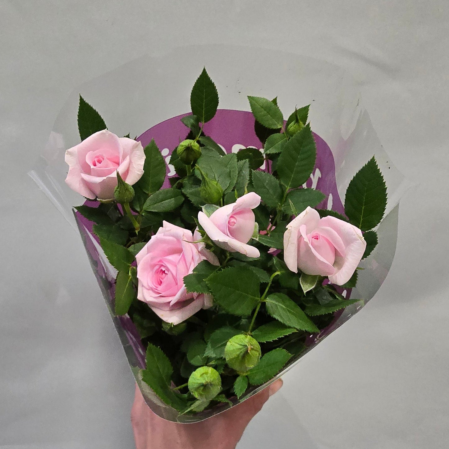 Palace Roses In Or Outdoors - Mix