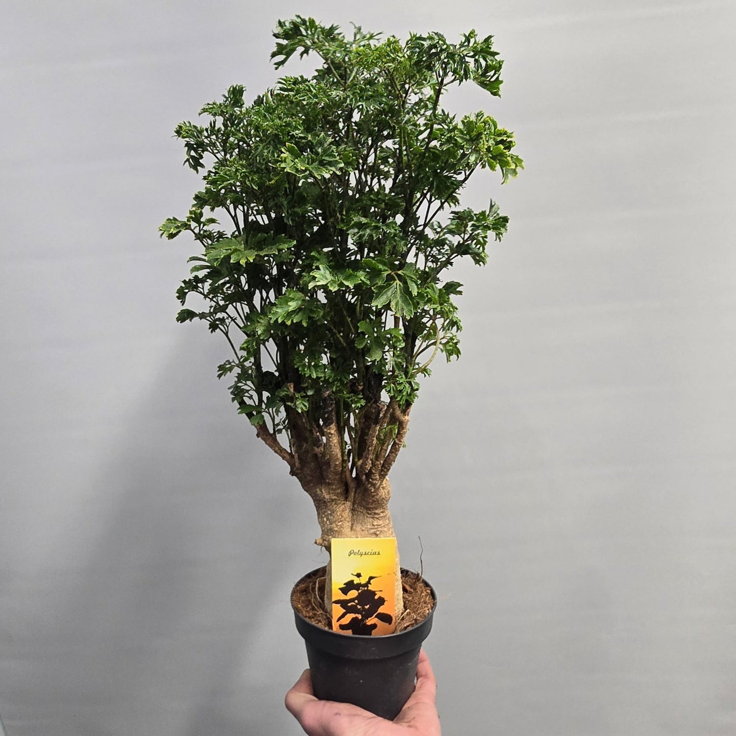 Polyscias Aralia - Mixed Varieties
