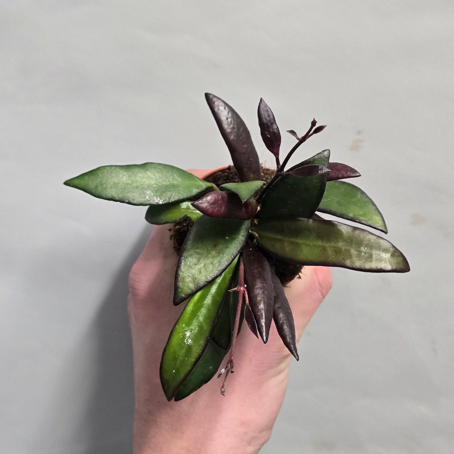Mini - Hoya Red Maroon