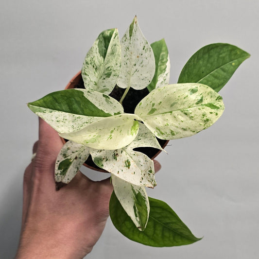 Epipremnum Pinnatum Marble Variegata Rarer