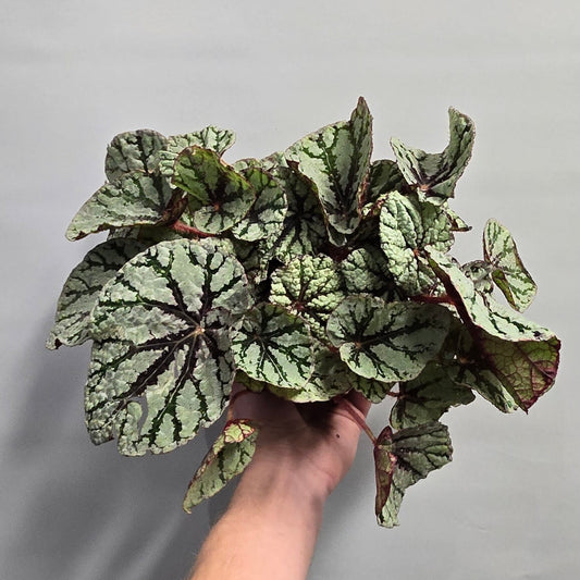 Begonia Magic Fedor