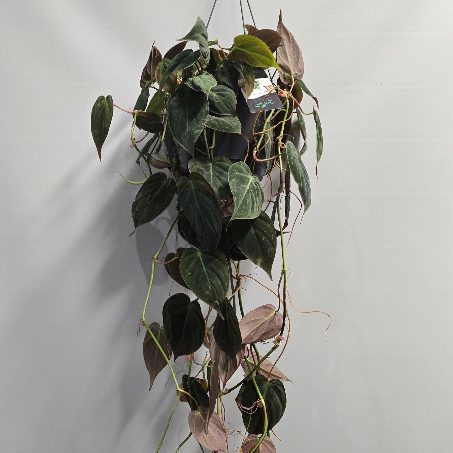 Hanging - Philodendron Micans
