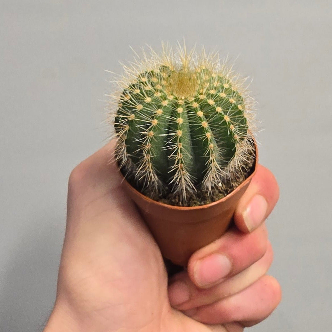 Mini Ball Cactus - Mixed