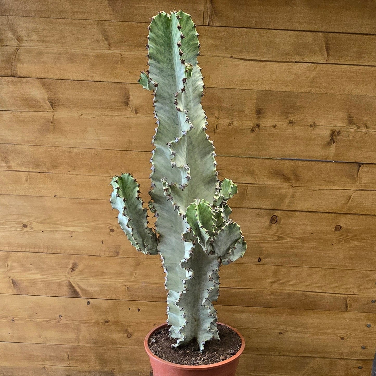 Ghost Euphorbia Variegated - 80cm
