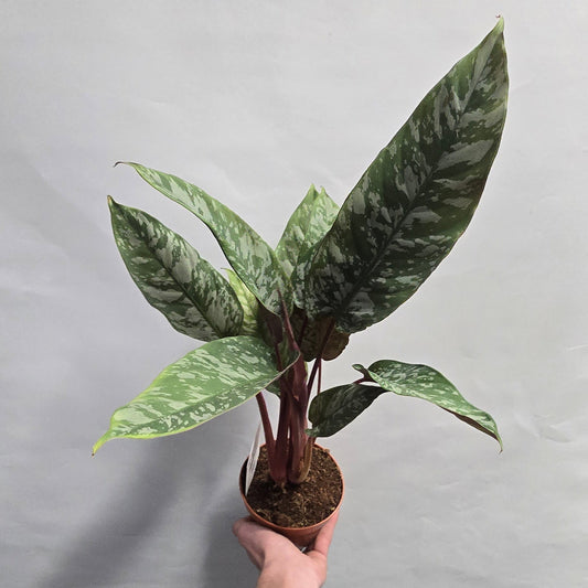 Purple Sword - Apoballis Acuminatissima