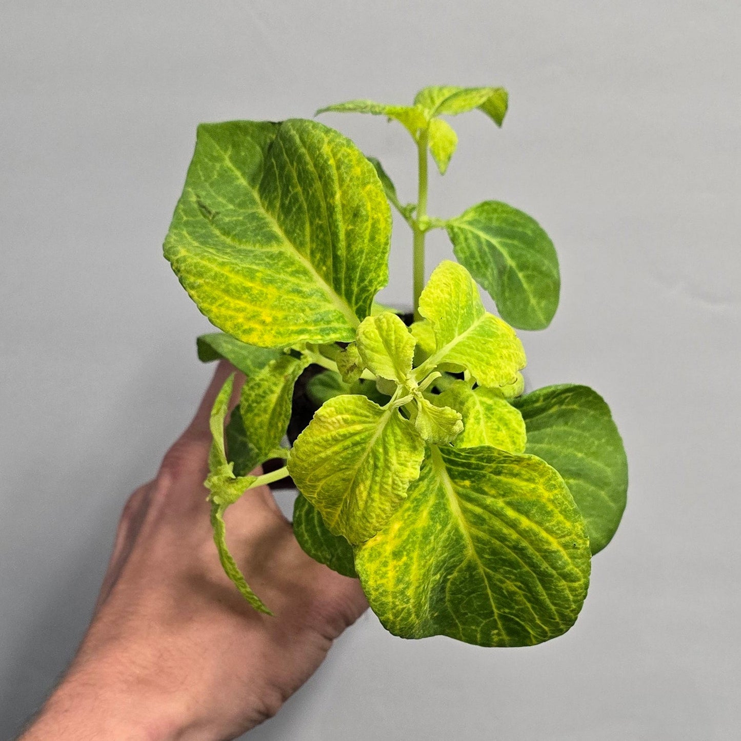 Coleus - Mixed
