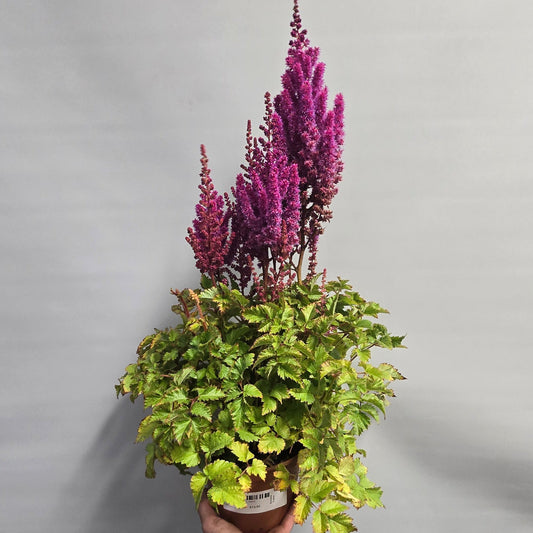 Astilbe - Purple Rain