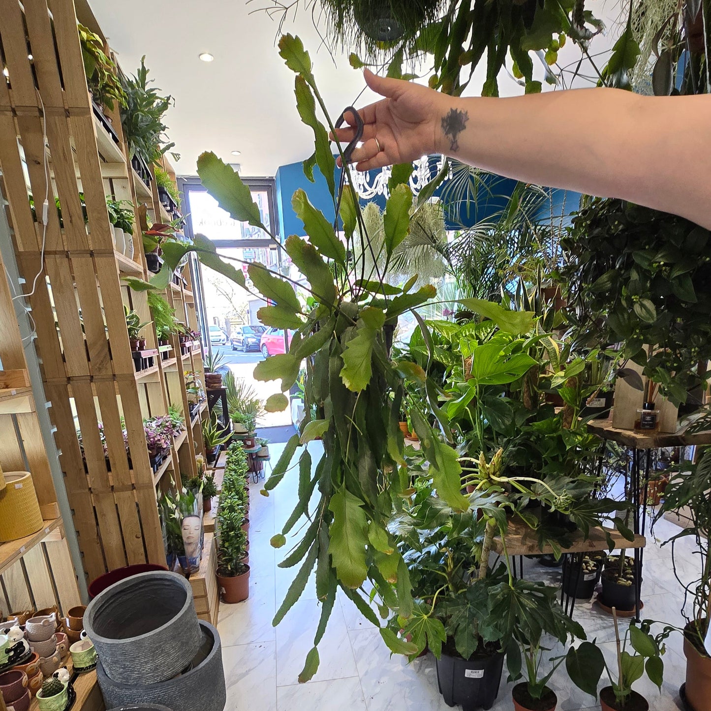 Hanging Rhipsalis - Houlletian