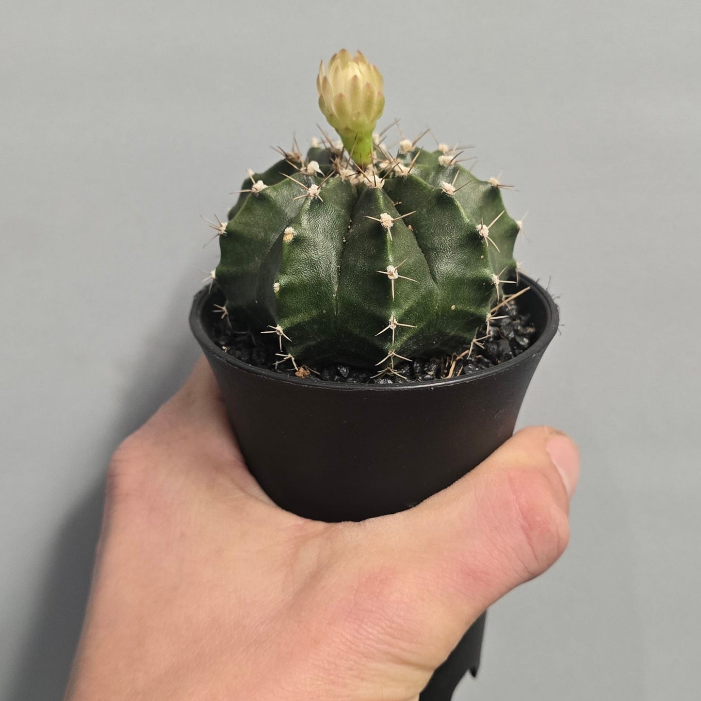 Mixed - Gymnocalycum Mihanovichii Cactus Variegated