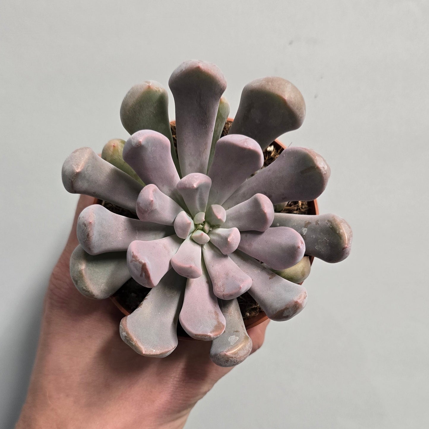 Small Sedum - Mixed