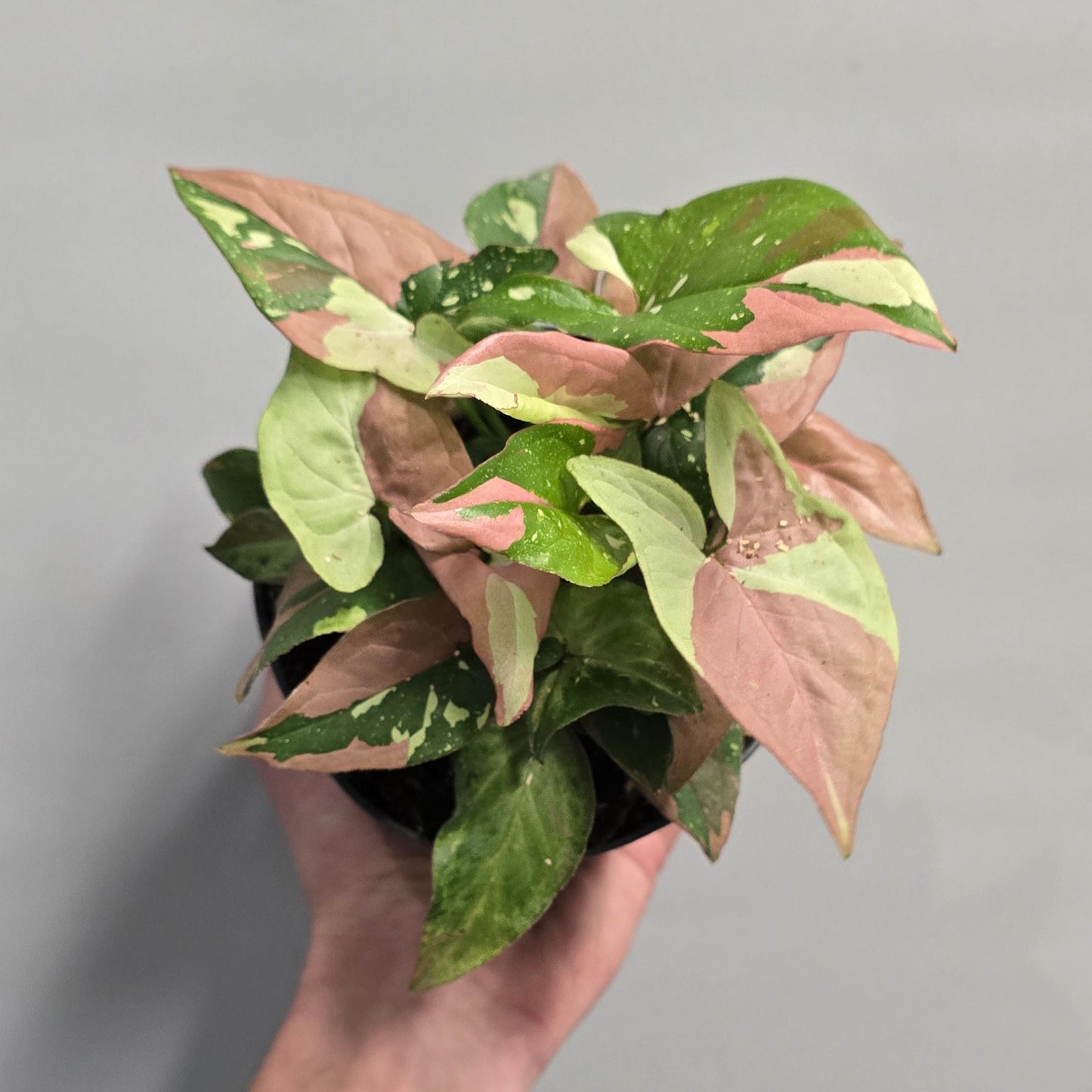 Syngonium Red Spot Tricolor